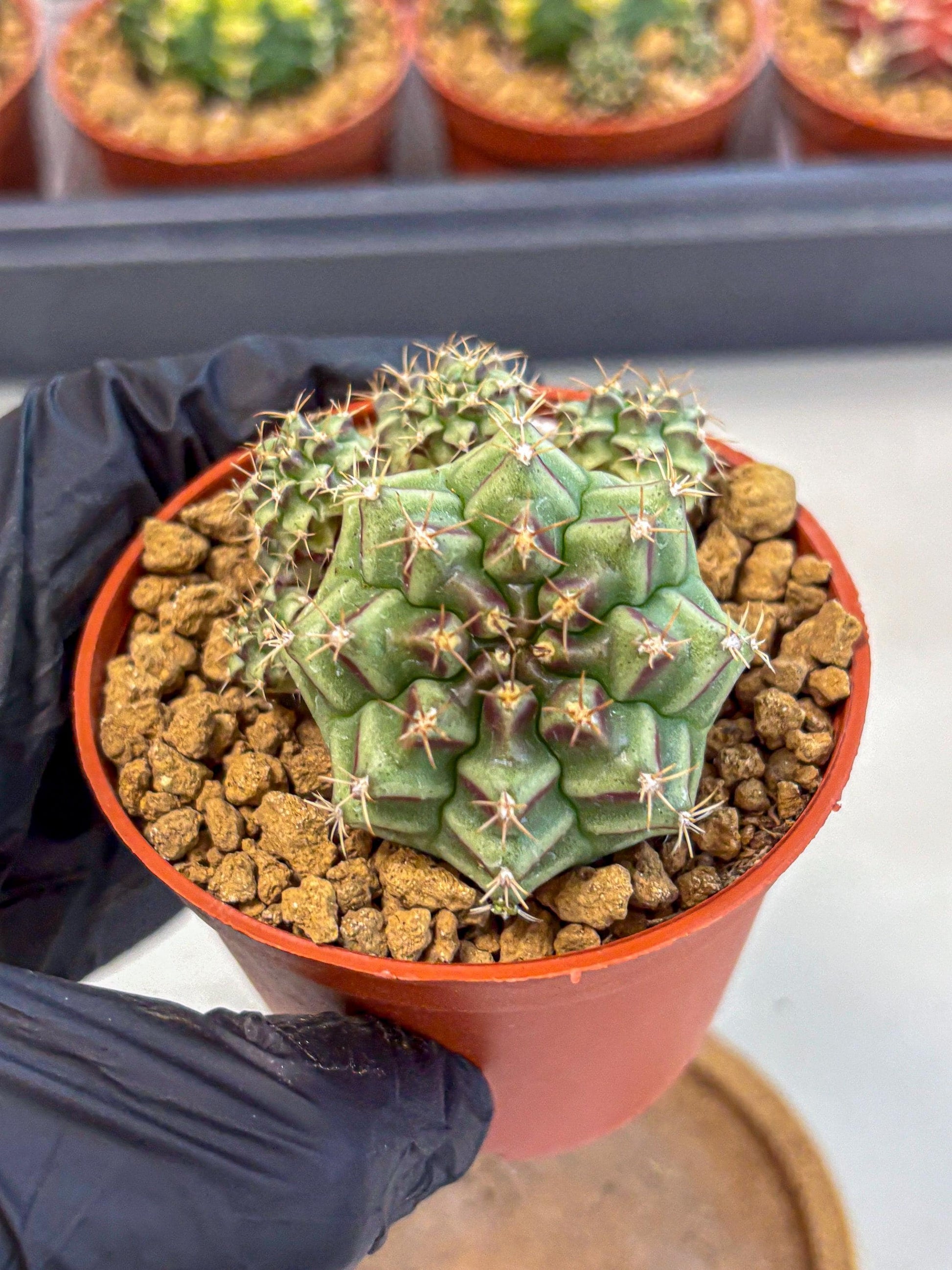Gymnocalycium Sweet Green (gy8) (p5) | Variegated cactus