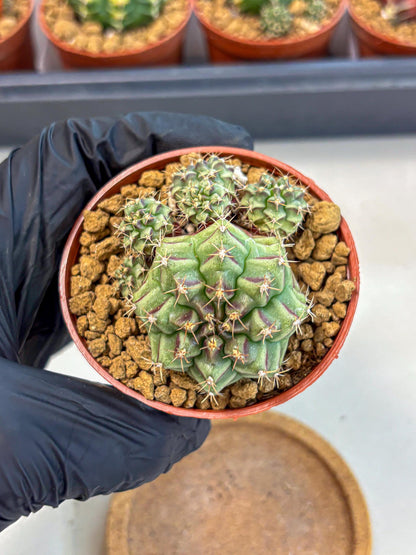 Gymnocalycium Sweet Green (gy8) (p5) | Variegated cactus