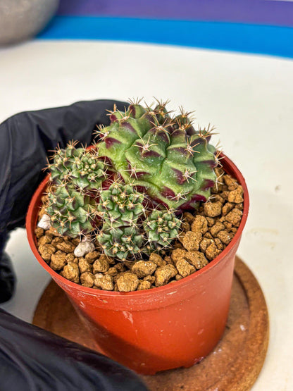 Gymnocalycium Sweet Green (gy8) (p5) | Variegated cactus