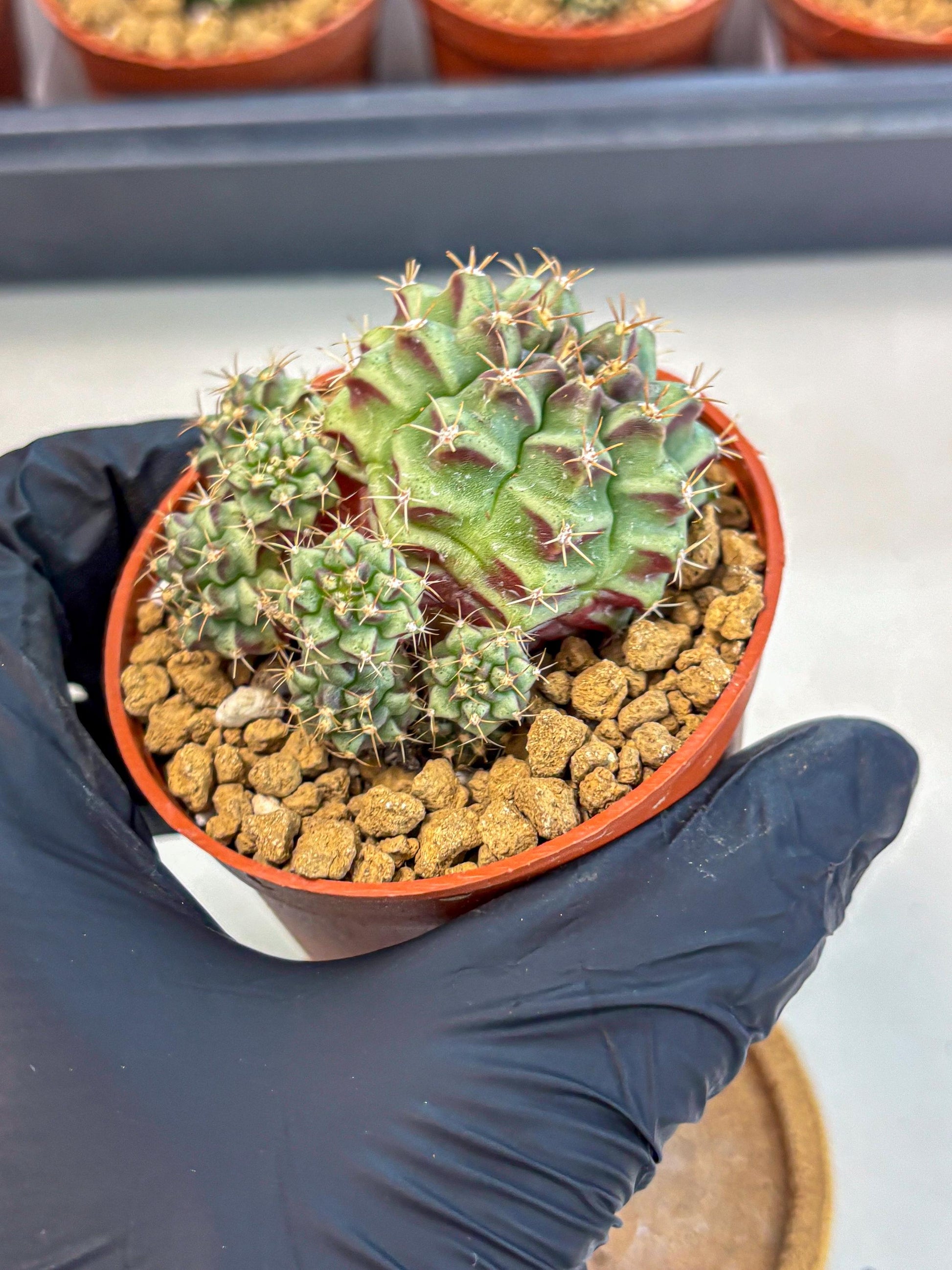 Gymnocalycium Sweet Green (gy8) (p5) | Variegated cactus
