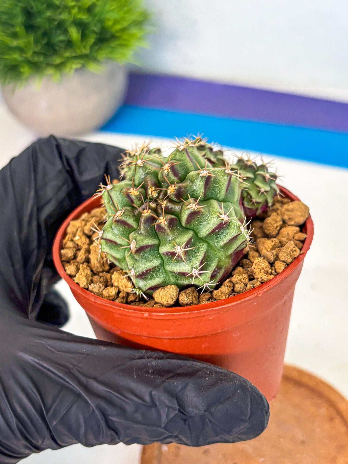 Gymnocalycium Sweet Green (gy8) (p5) | Variegated cactus