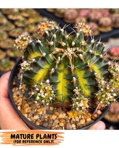 Gymnocalycium Obama (gy8) (p6) | Variegated cactus