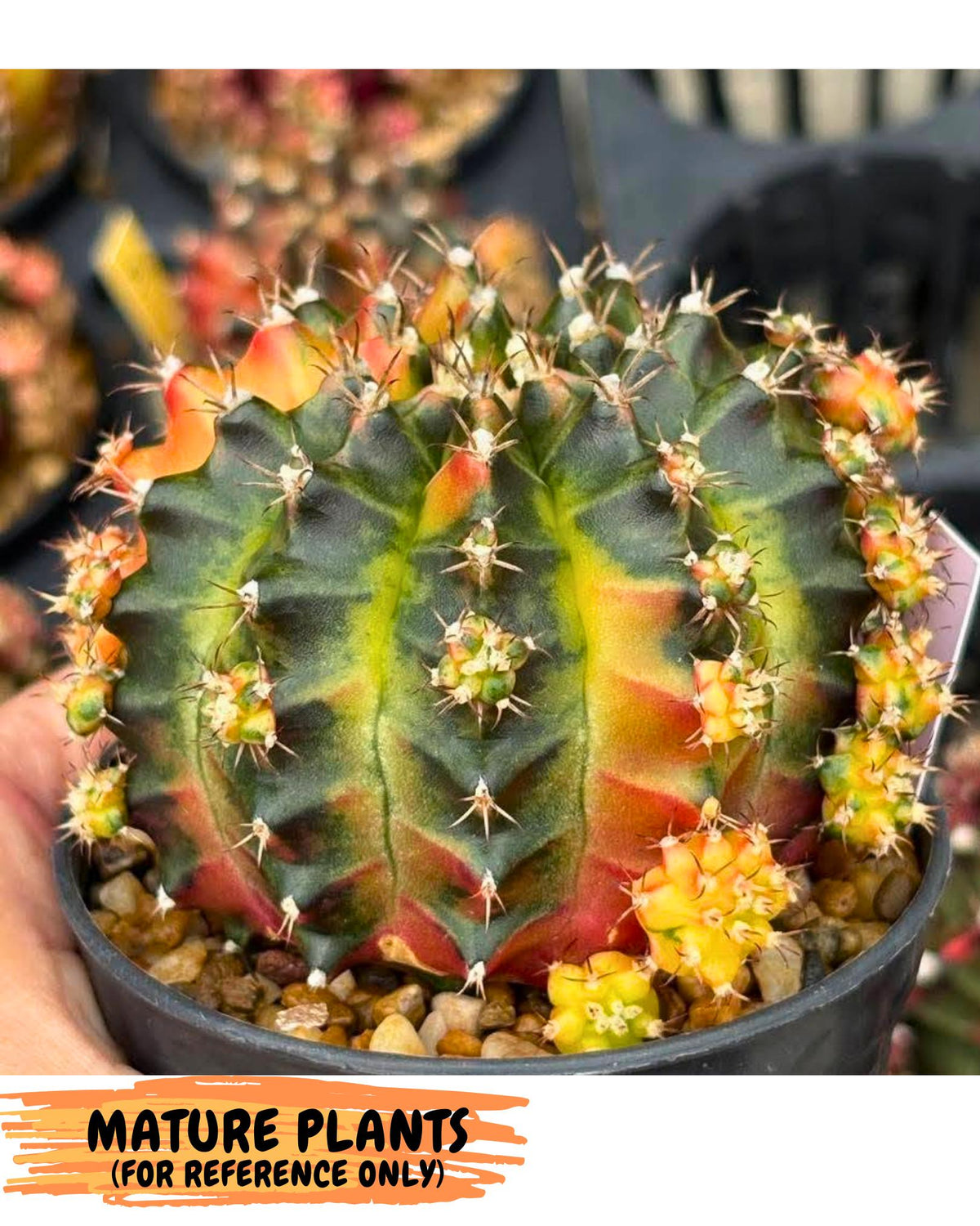 Gymnocalycium Obama (gy5) (yy) | Variegated cactus