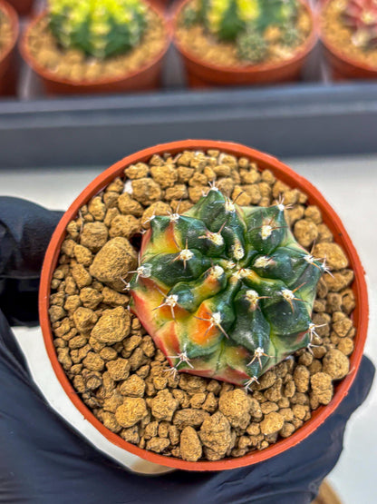 Gymnocalycium Obama (gy8) (p6) | Variegated cactus