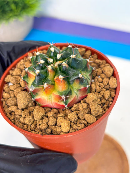Gymnocalycium Obama (gy8) (p6) | Variegated cactus