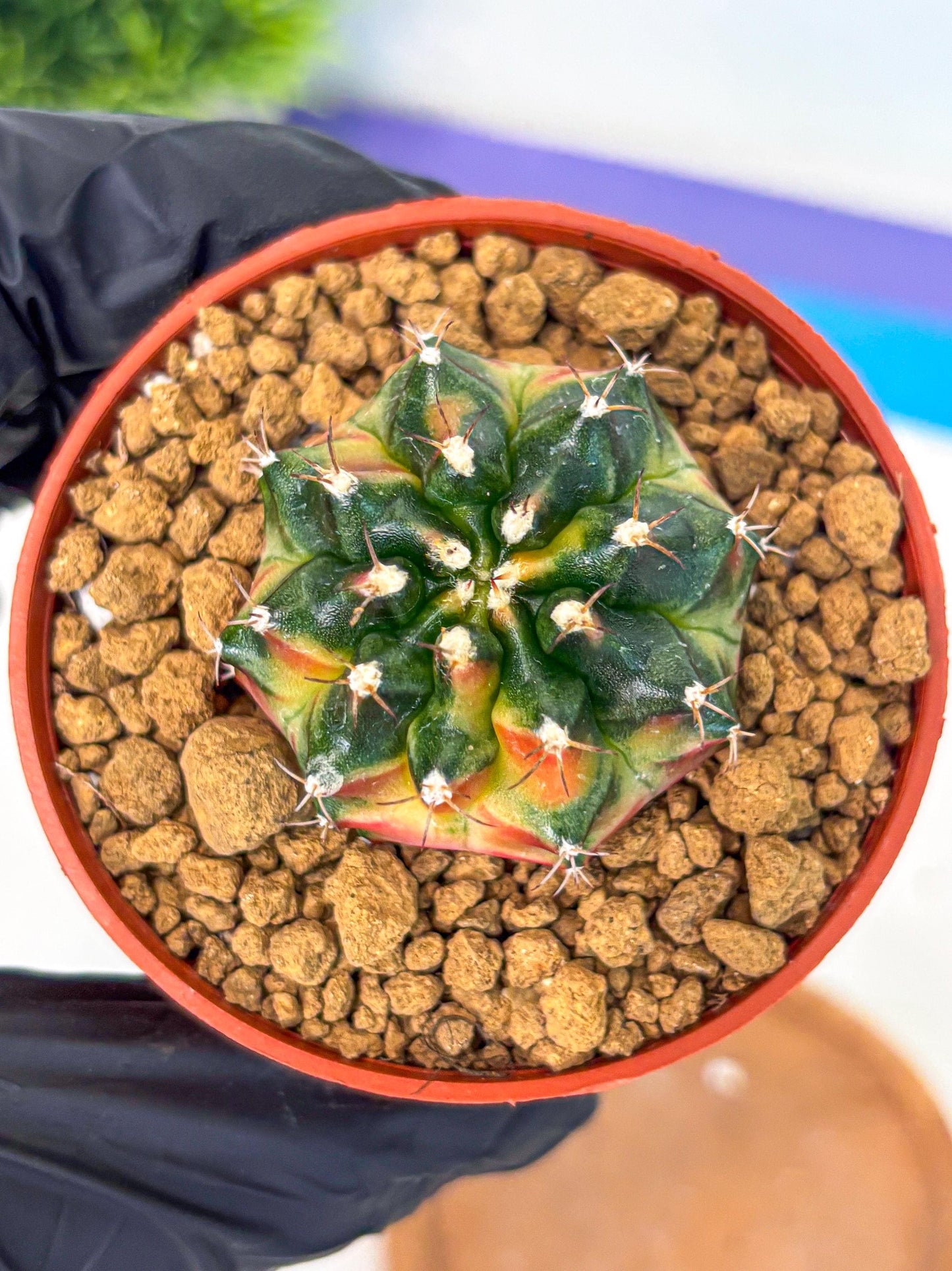 Gymnocalycium Obama (gy8) (p6) | Variegated cactus