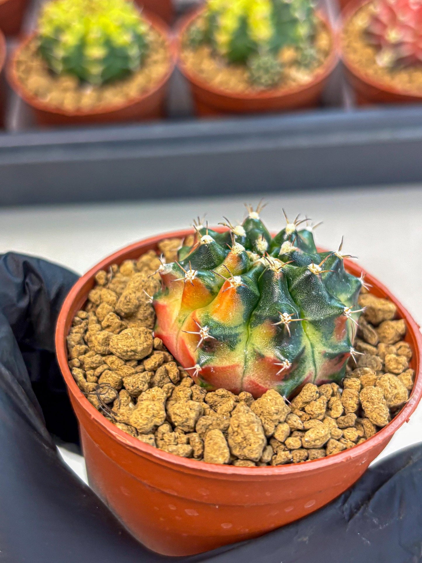 Gymnocalycium Obama (gy8) (p6) | Variegated cactus