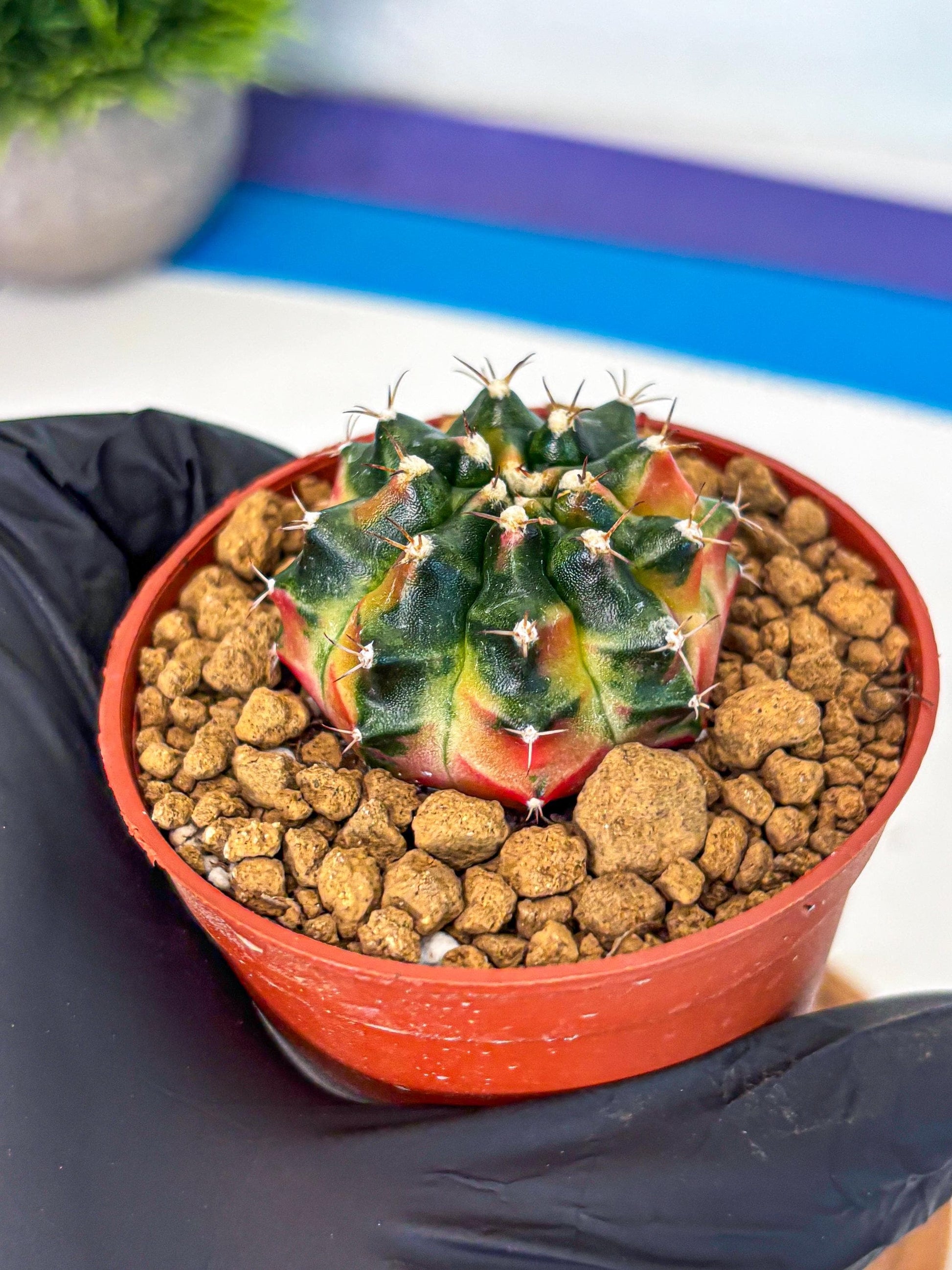Gymnocalycium Obama (gy8) (p6) | Variegated cactus