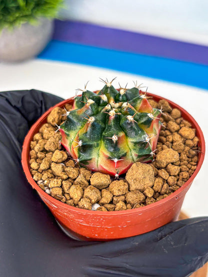 Gymnocalycium Obama (gy8) (p6) | Variegated cactus