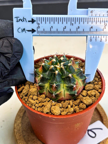 Gymnocalycium Obama (gy8) (p6) | Variegated cactus