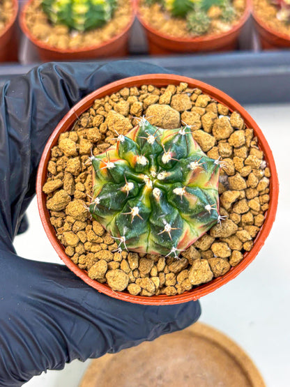 Gymnocalycium Obama (gy8) (p6) | Variegated cactus