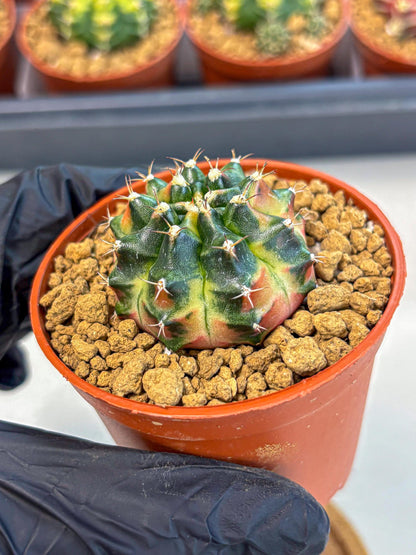 Gymnocalycium Obama (gy8) (p6) | Variegated cactus