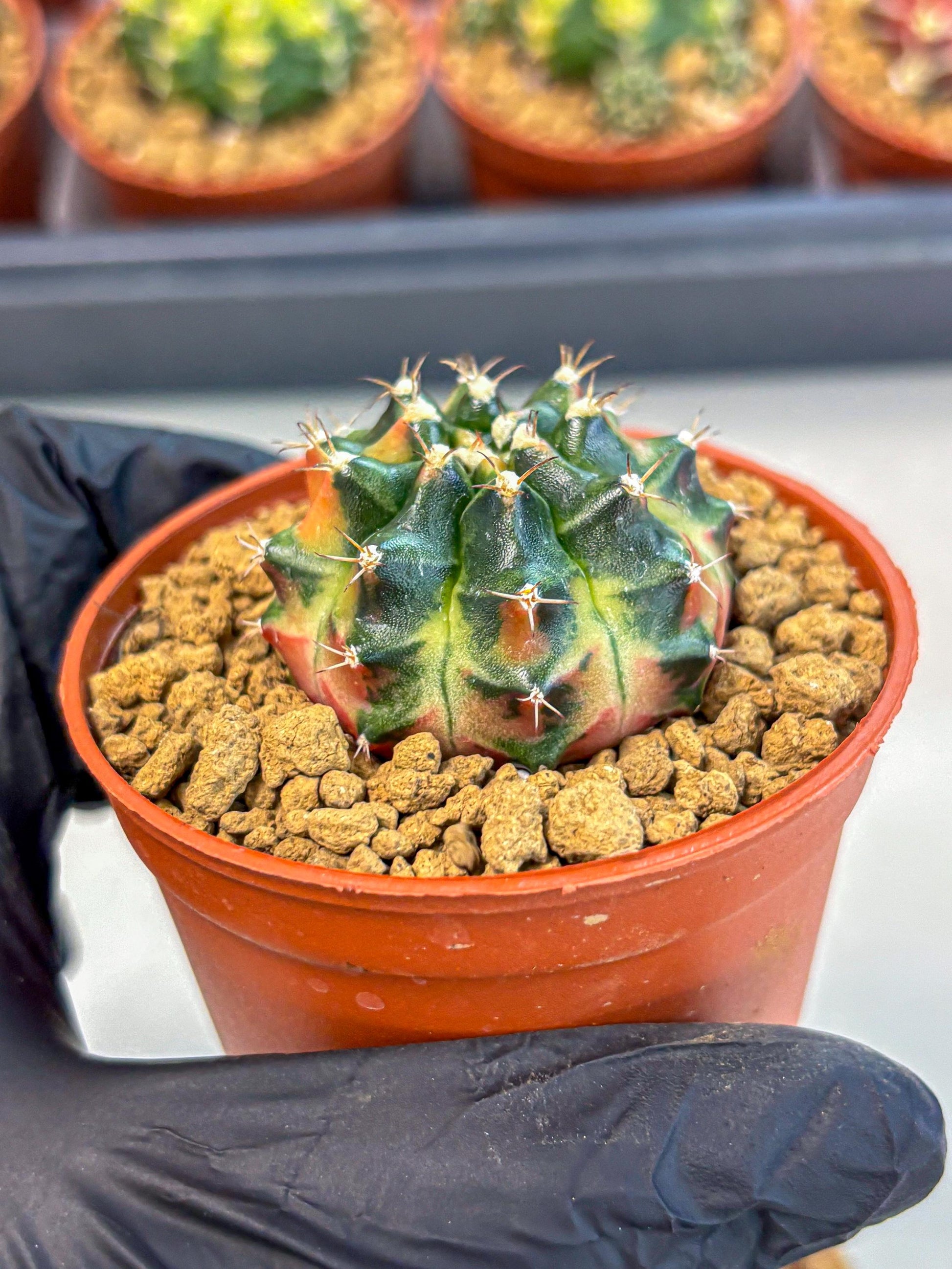 Gymnocalycium Obama (gy8) (p6) | Variegated cactus