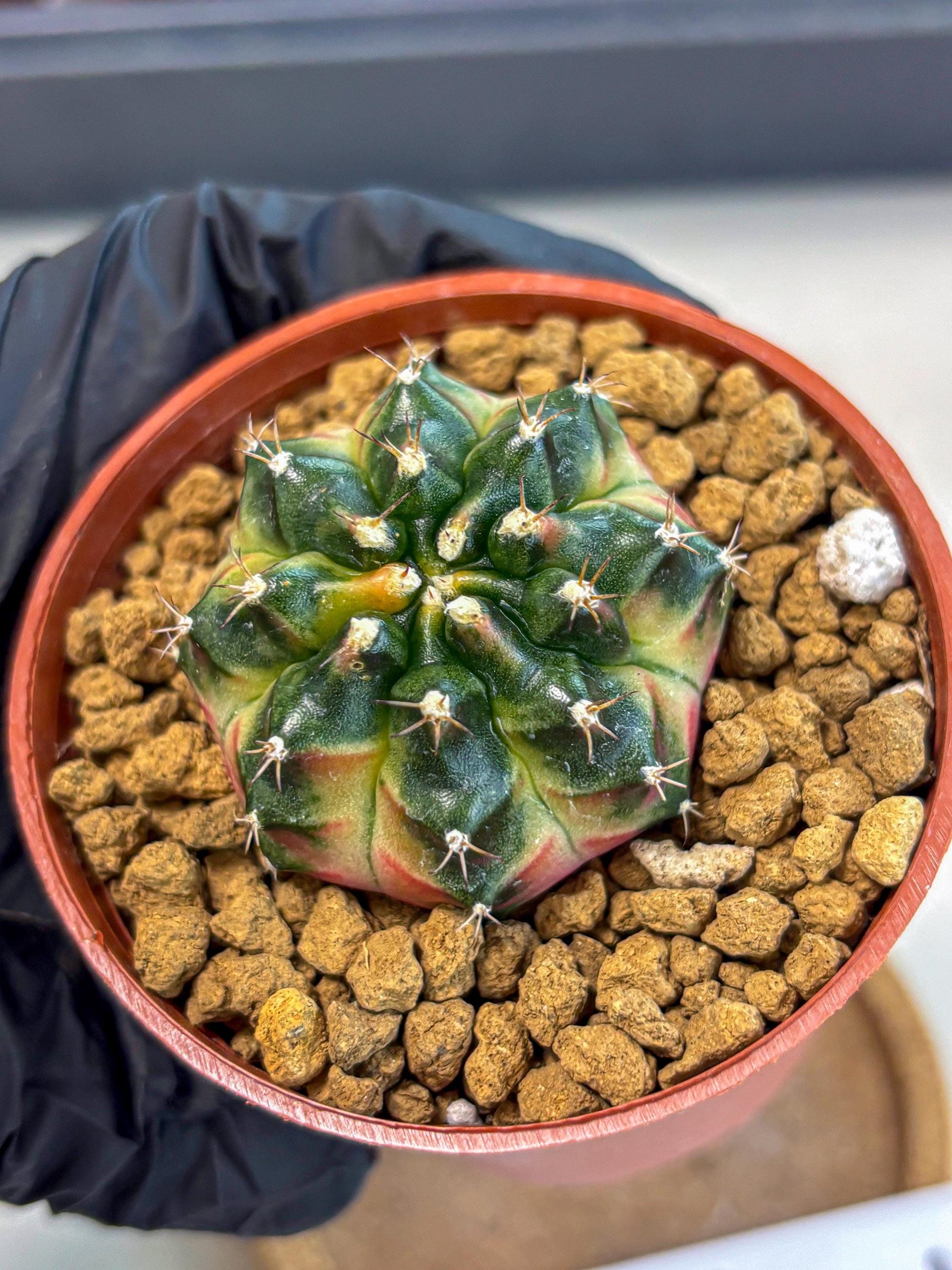 Gymnocalycium Obama (gy8) (p7) | Variegated cactus