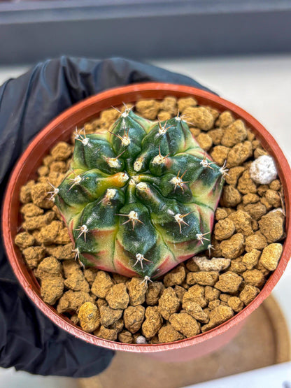 Gymnocalycium Obama (gy8) (p7) | Variegated cactus