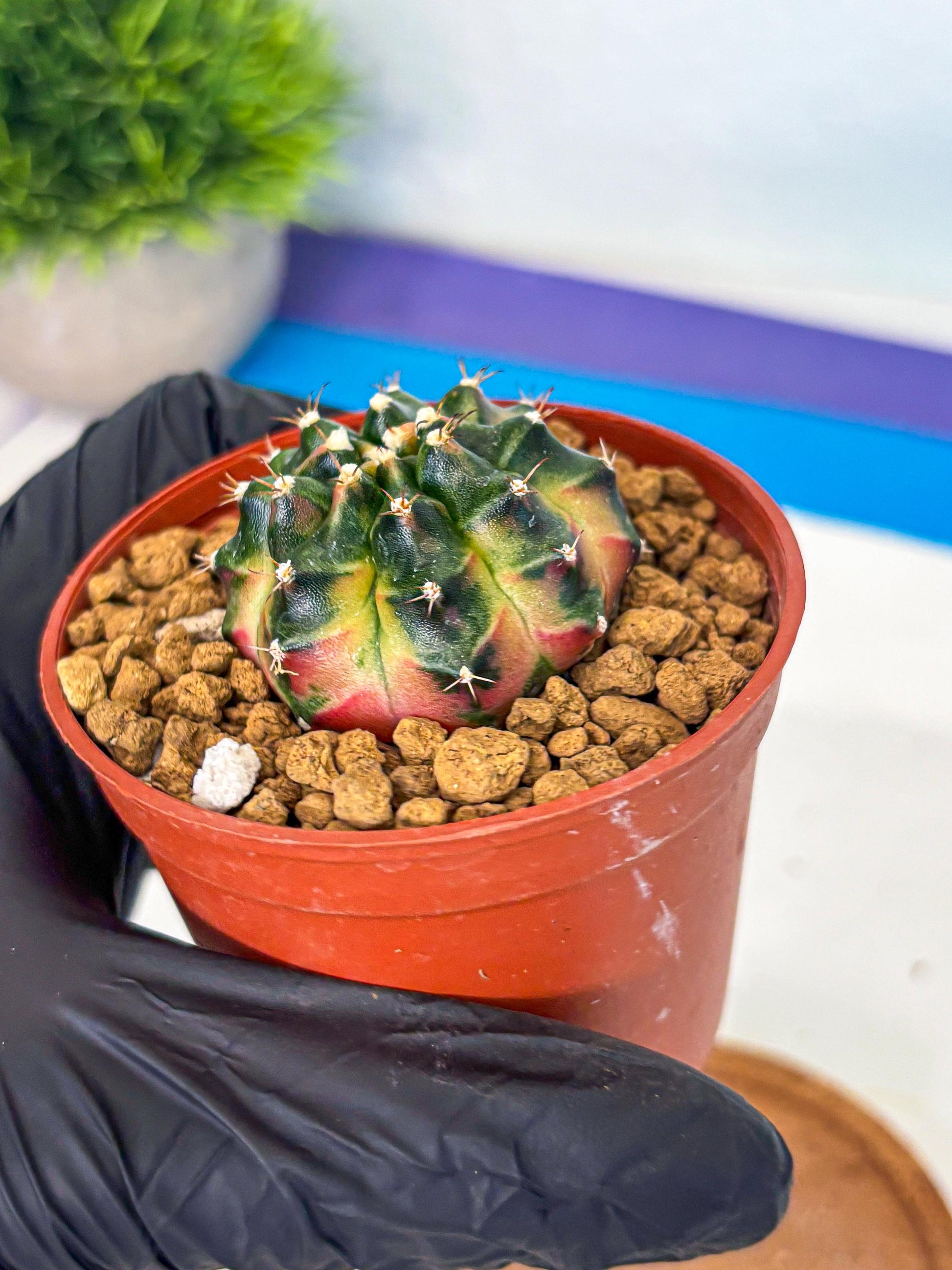 Gymnocalycium Obama (gy8) (p7) | Variegated cactus