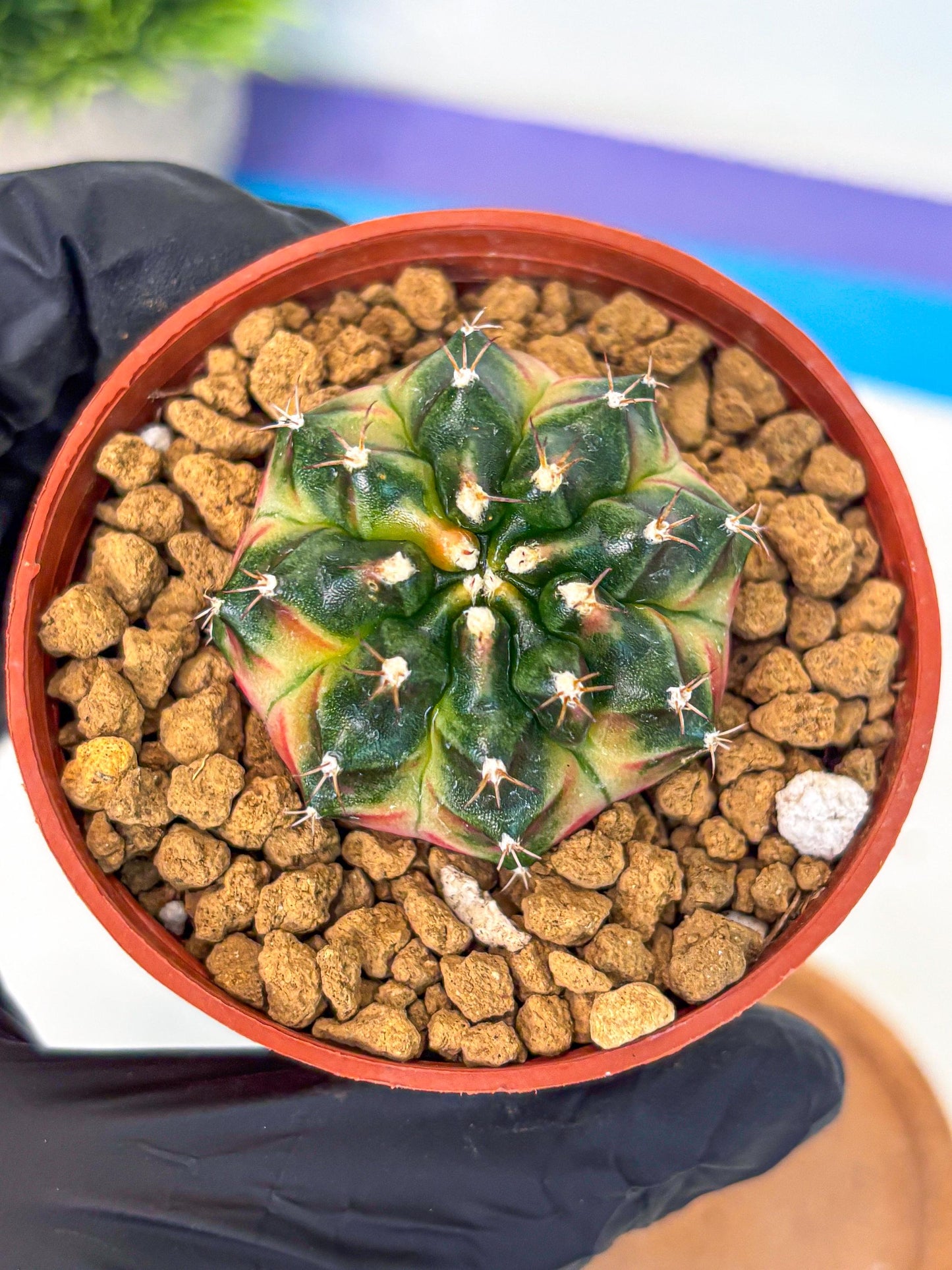 Gymnocalycium Obama (gy8) (p7) | Variegated cactus