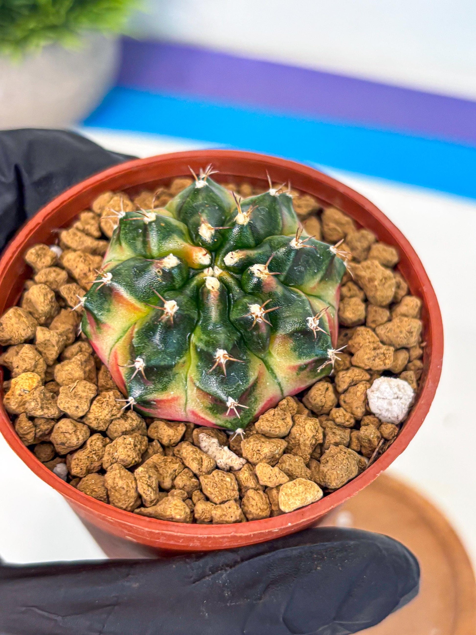 Gymnocalycium Obama (gy8) (p7) | Variegated cactus