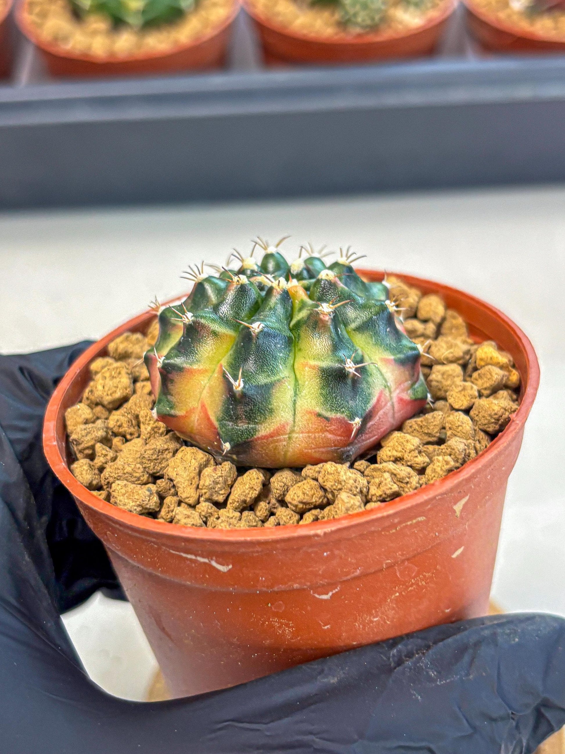 Gymnocalycium Obama (gy8) (p7) | Variegated cactus