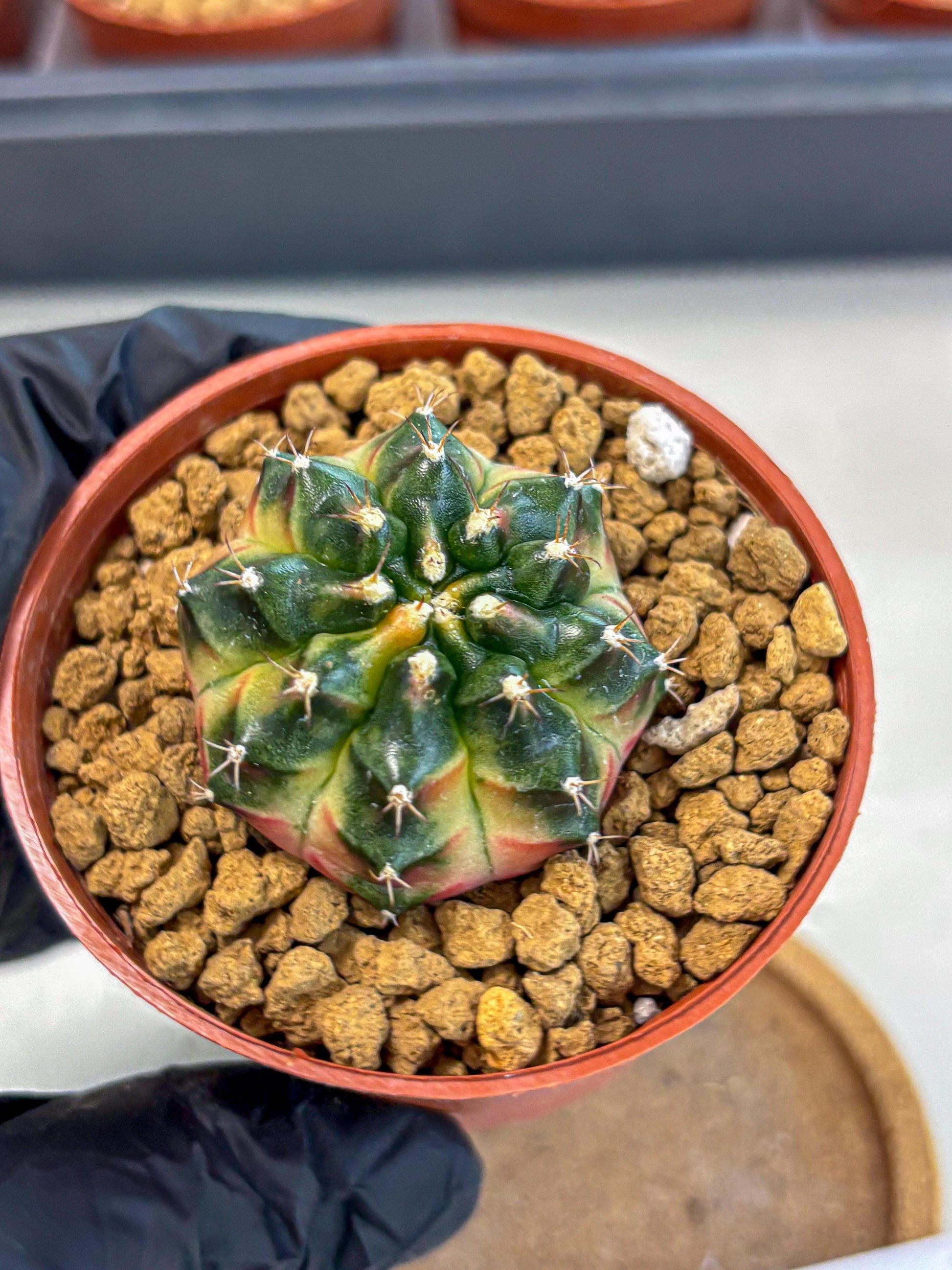 Gymnocalycium Obama (gy8) (p7) | Variegated cactus