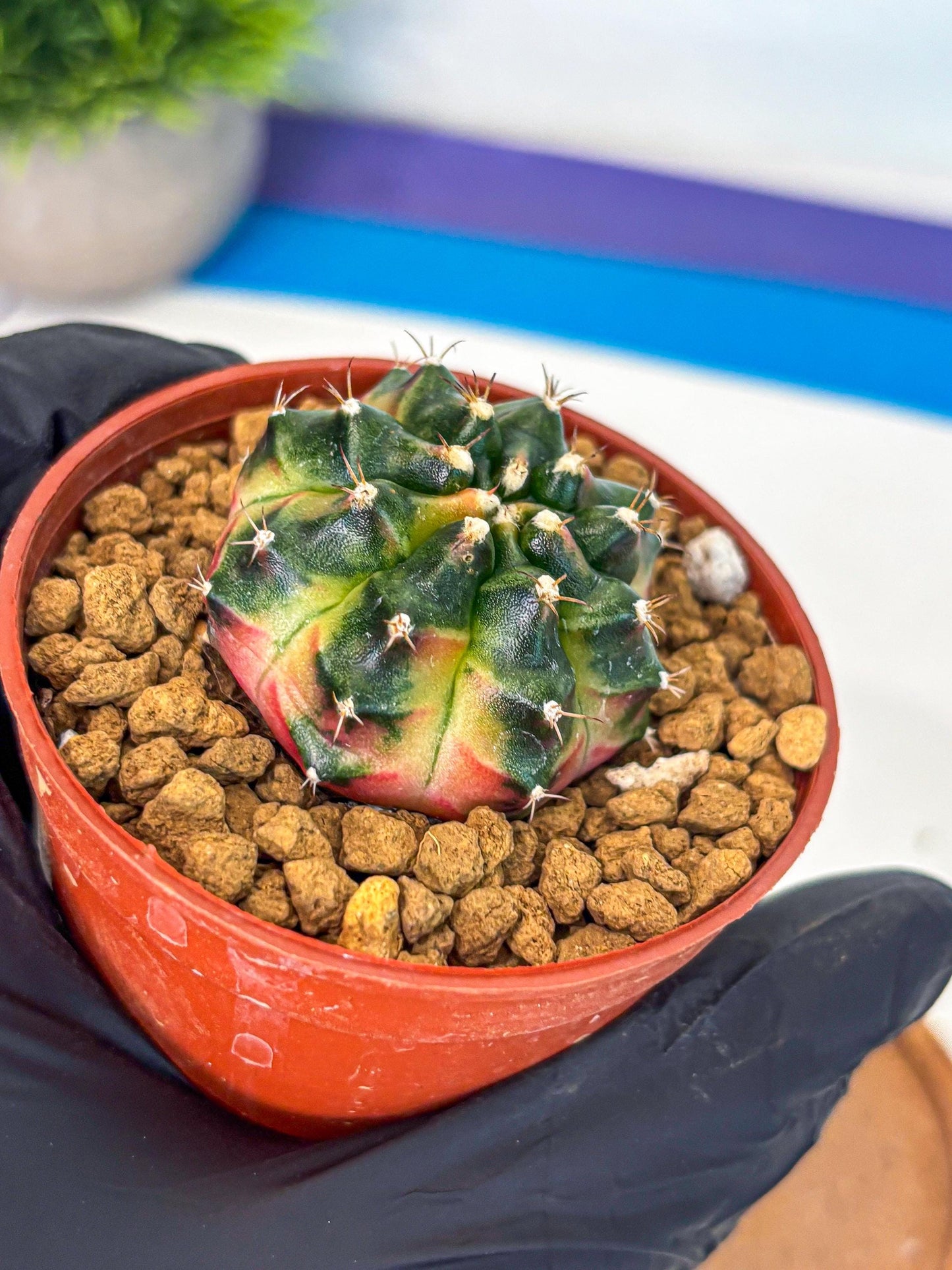 Gymnocalycium Obama (gy8) (p7) | Variegated cactus