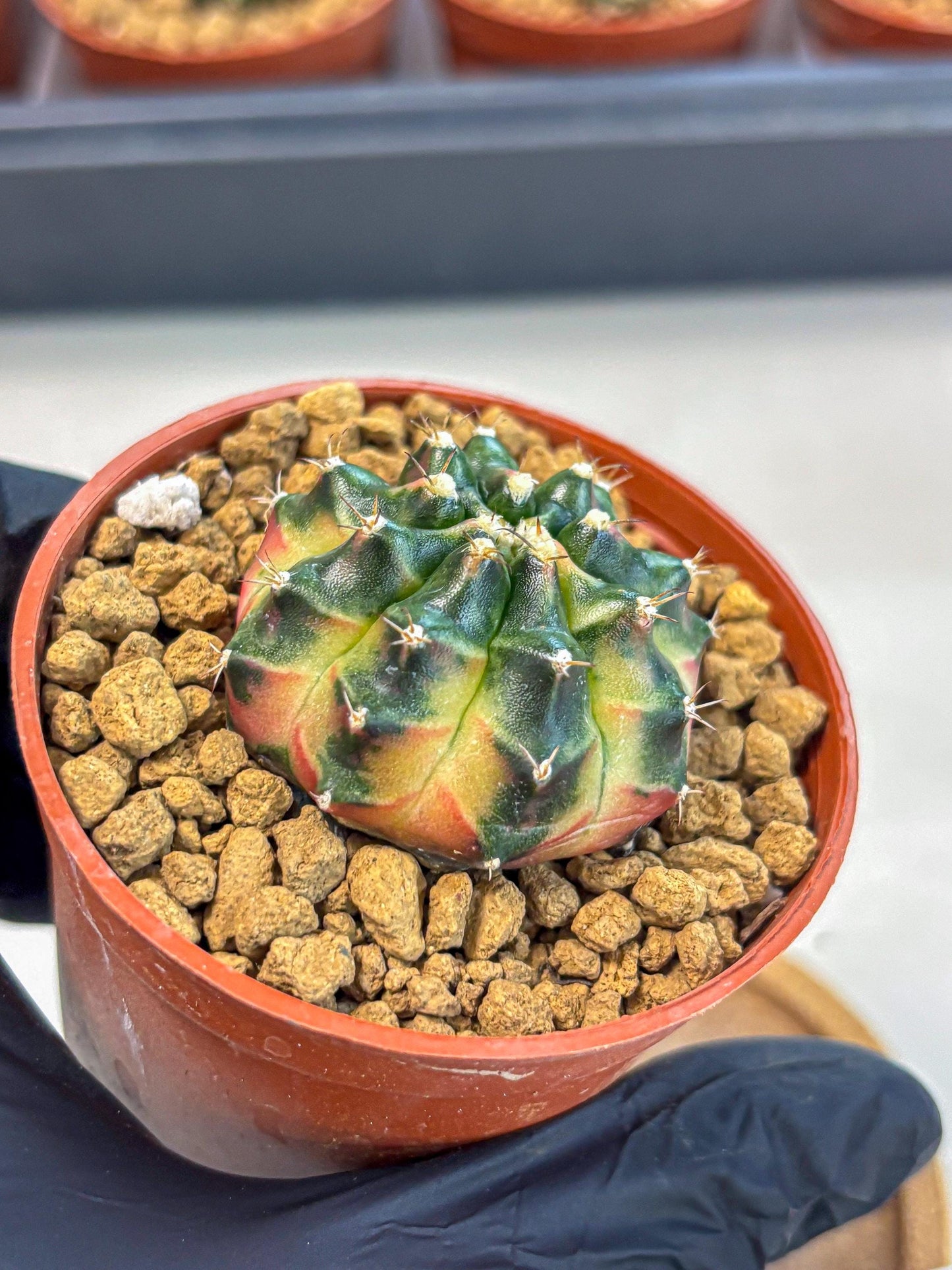 Gymnocalycium Obama (gy8) (p7) | Variegated cactus