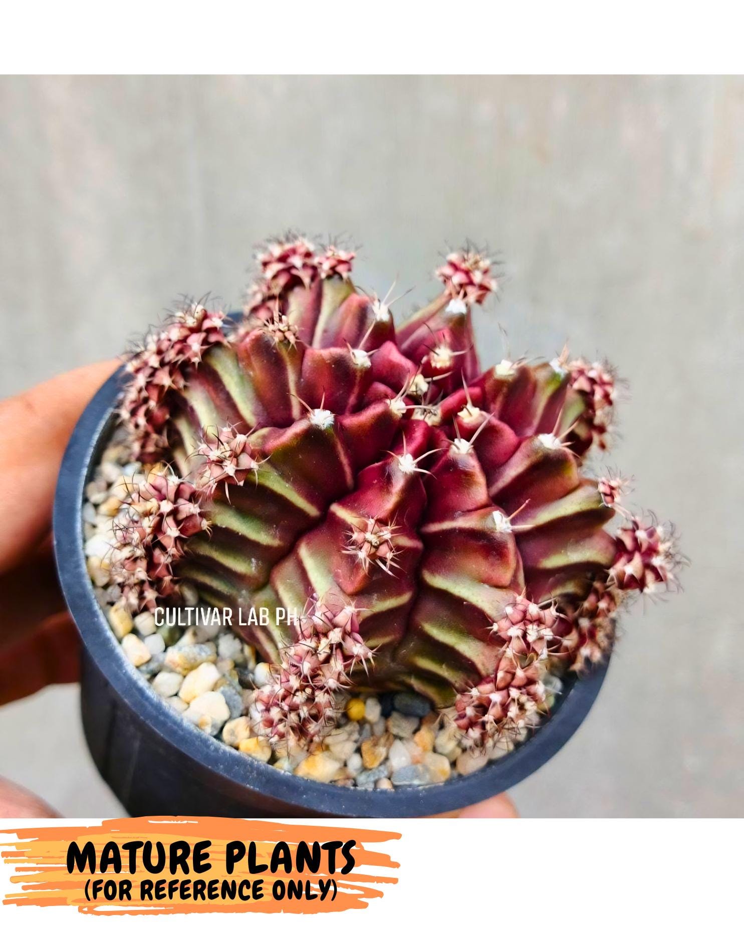Gymnocalycium Beloved (gy8) (r1) | Variegated cactus
