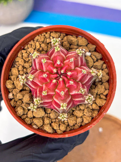 Gymnocalycium Beloved (gy8) (r1) | Variegated cactus