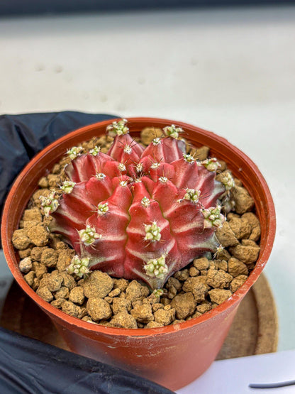 Gymnocalycium Beloved (gy8) (r1) | Variegated cactus
