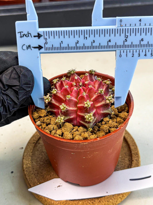 Gymnocalycium Beloved (gy8) (r1) | Variegated cactus