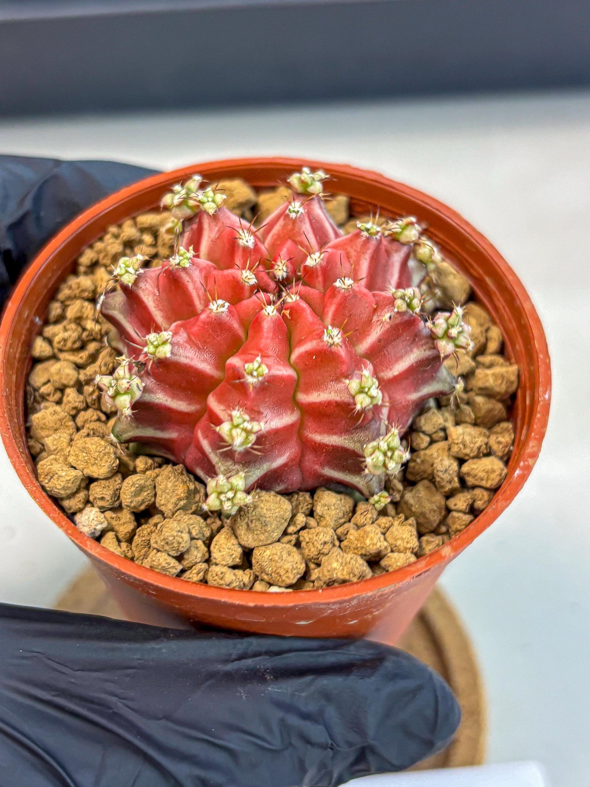 Gymnocalycium Beloved (gy8) (r1) | Variegated cactus