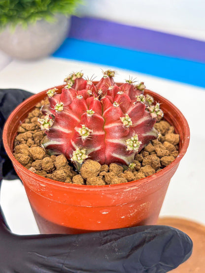Gymnocalycium Beloved (gy8) (r1) | Variegated cactus