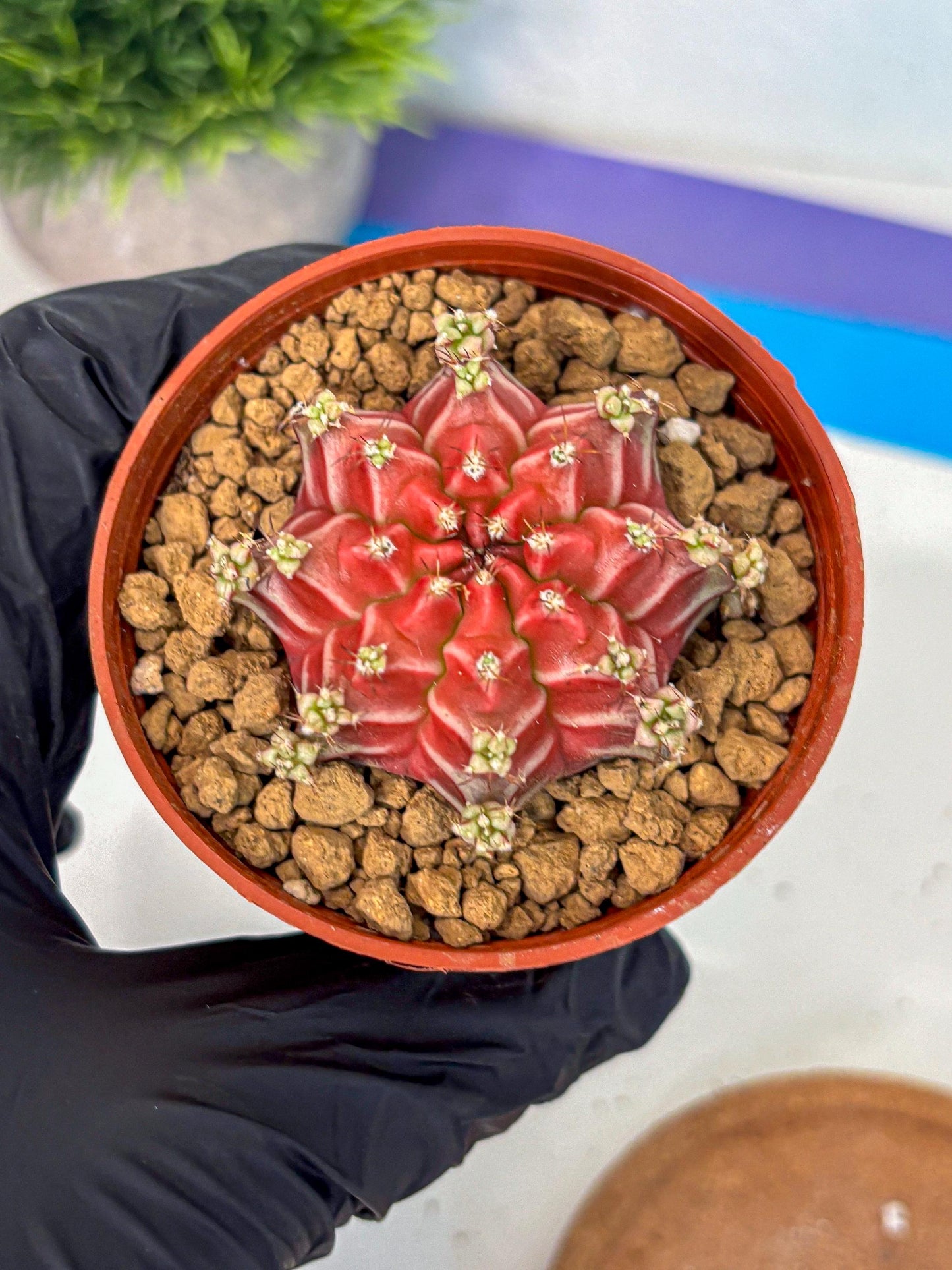Gymnocalycium Beloved (gy8) (r1) | Variegated cactus