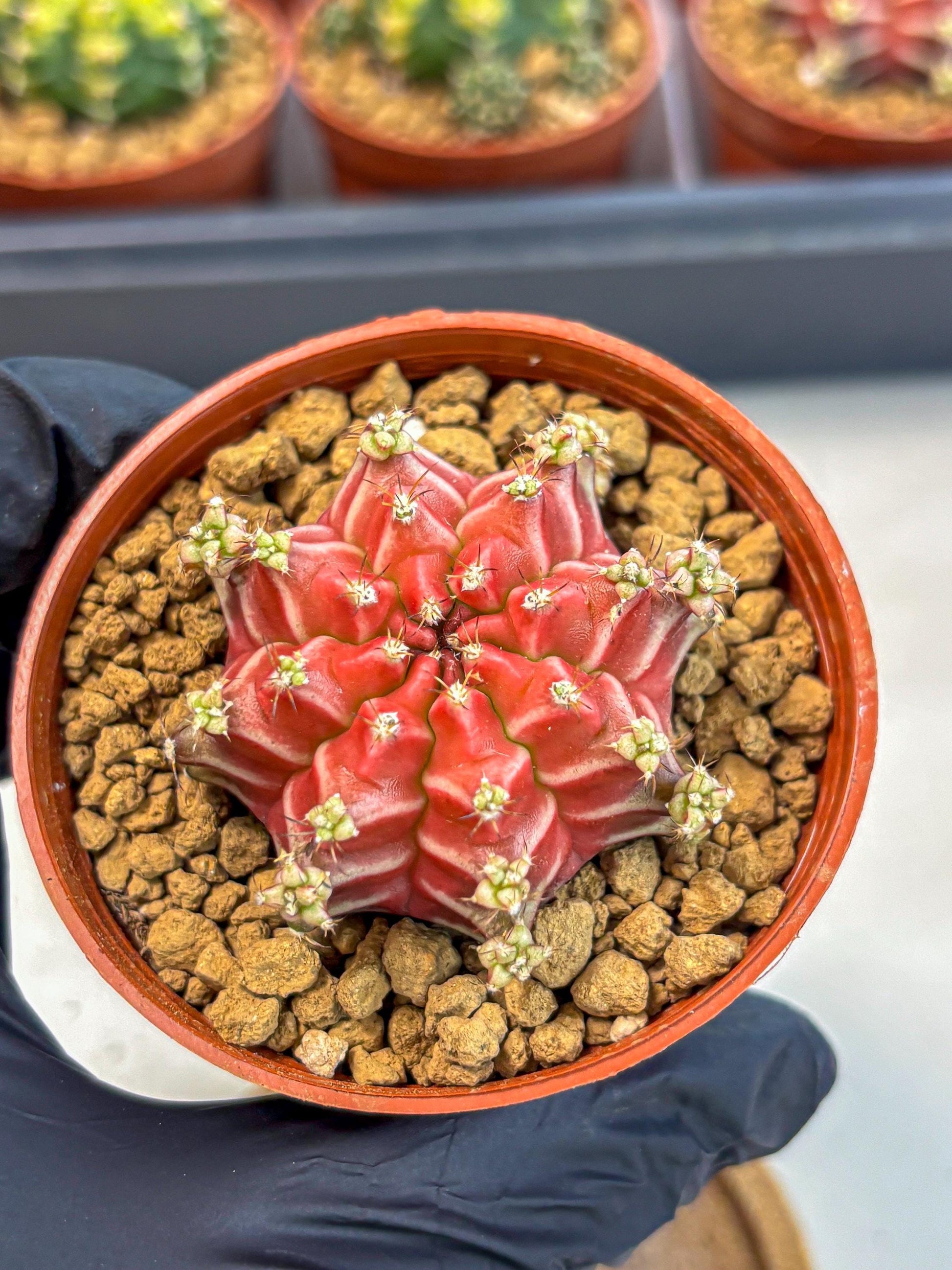 Gymnocalycium Beloved (gy8) (r1) | Variegated cactus