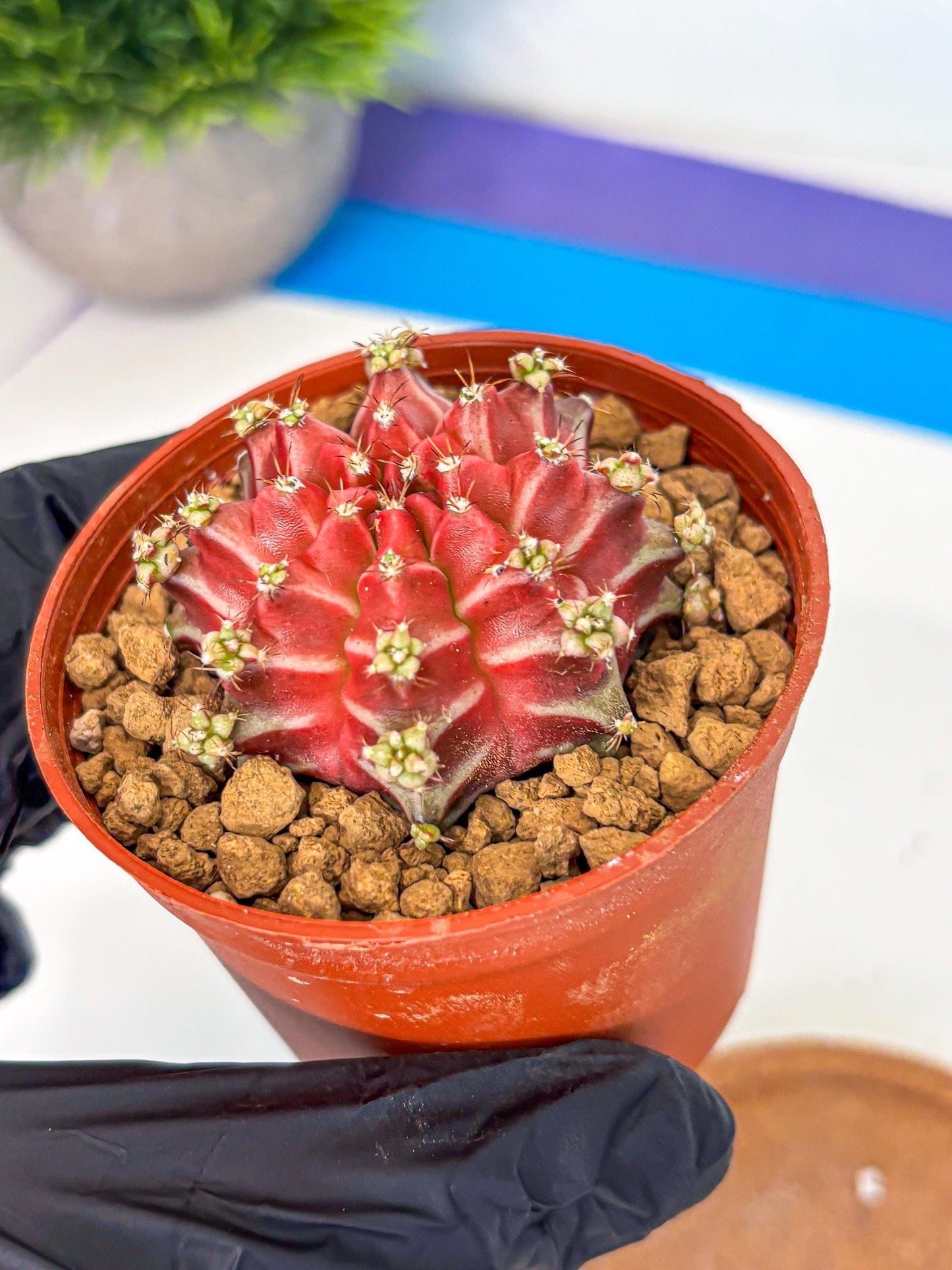 Gymnocalycium Beloved (gy8) (r1) | Variegated cactus