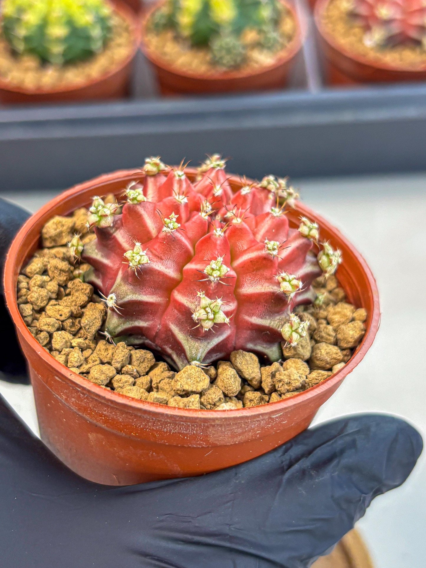 Gymnocalycium Beloved (gy8) (r1) | Variegated cactus