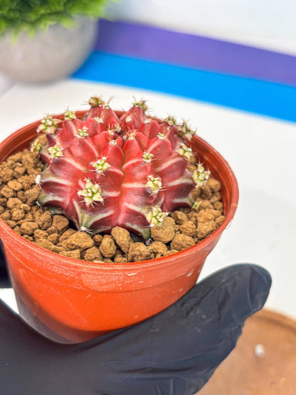 Gymnocalycium Beloved (gy8) (r1) | Variegated cactus