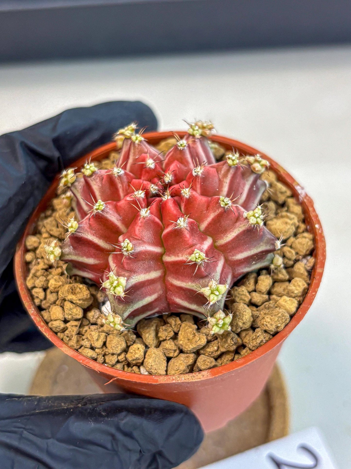 Gymnocalycium Beloved (gy8) (r2) | Variegated cactus