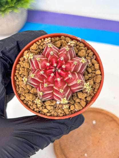 Gymnocalycium Beloved (gy8) (r2) | Variegated cactus