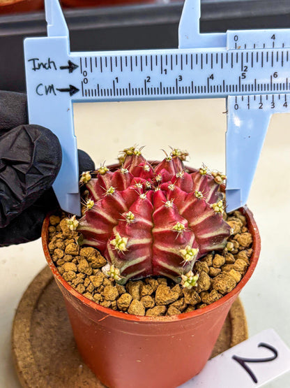 Gymnocalycium Beloved (gy8) (r2) | Variegated cactus