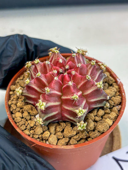 Gymnocalycium Beloved (gy8) (r2) | Variegated cactus