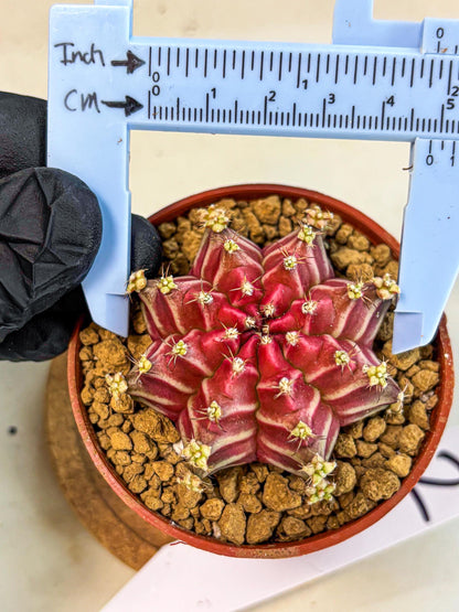 Gymnocalycium Beloved (gy8) (r2) | Variegated cactus
