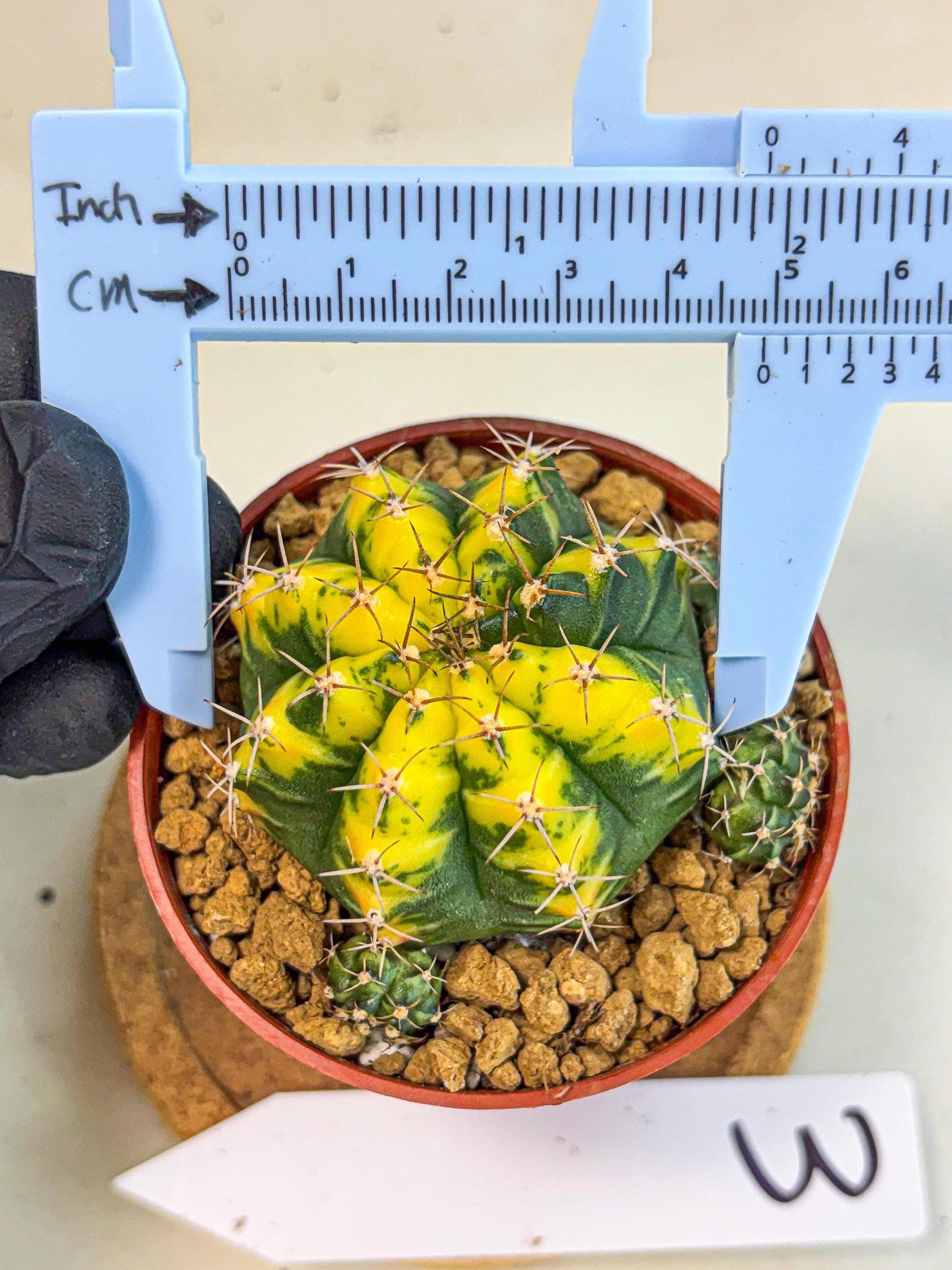 Gymnocalycium Sunflower (gy8) (r3) | Variegated cactus