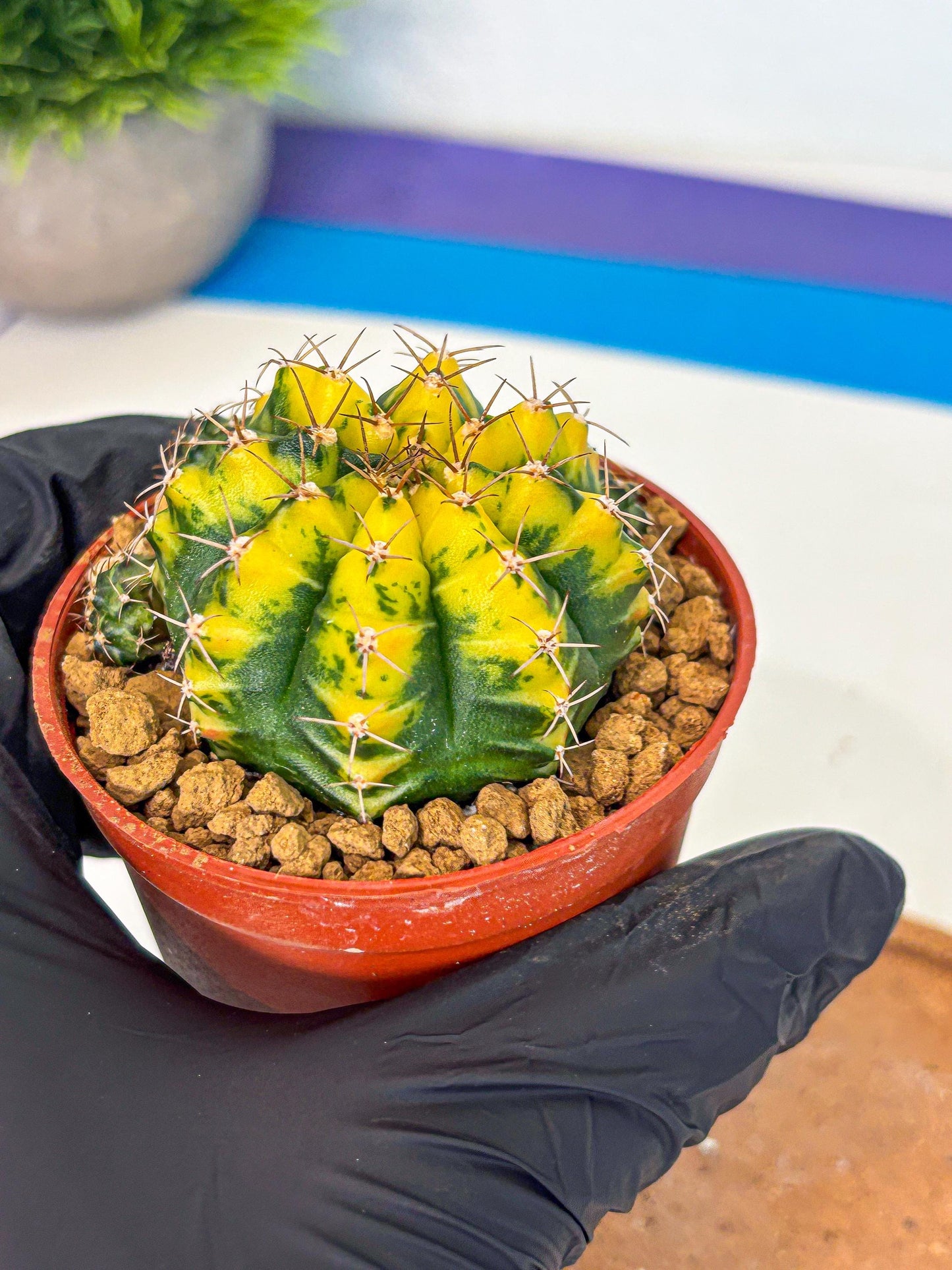 Gymnocalycium Sunflower (gy8) (r3) | Variegated cactus