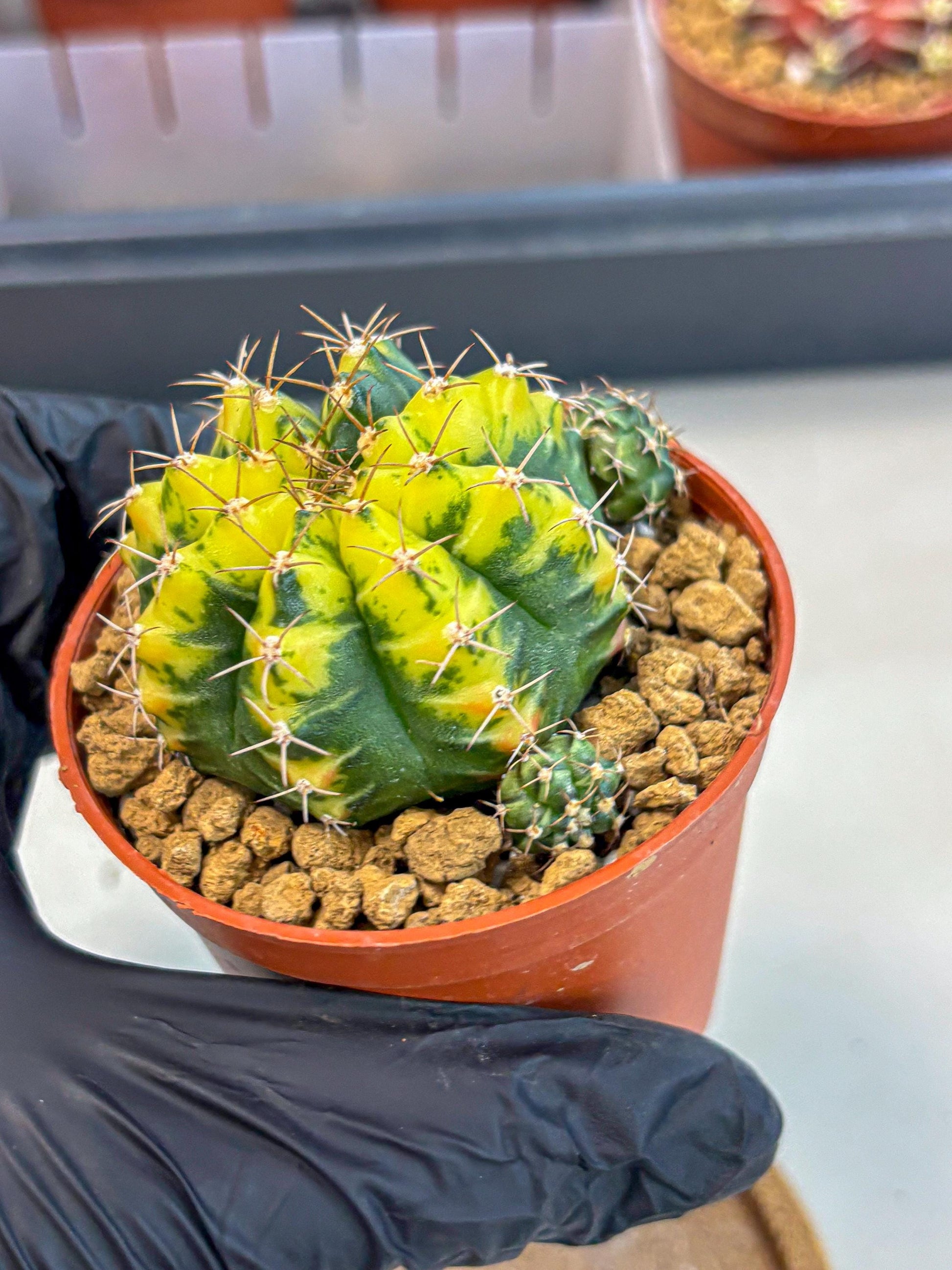 Gymnocalycium Sunflower (gy8) (r3) | Variegated cactus