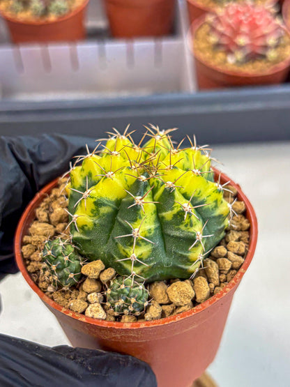 Gymnocalycium Sunflower (gy8) (r3) | Variegated cactus