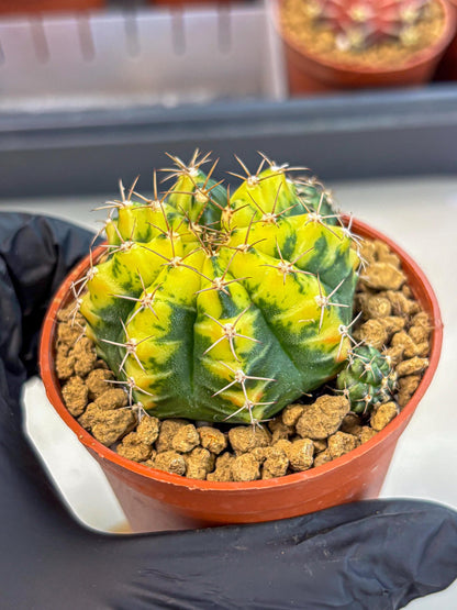 Gymnocalycium Sunflower (gy8) (r3) | Variegated cactus