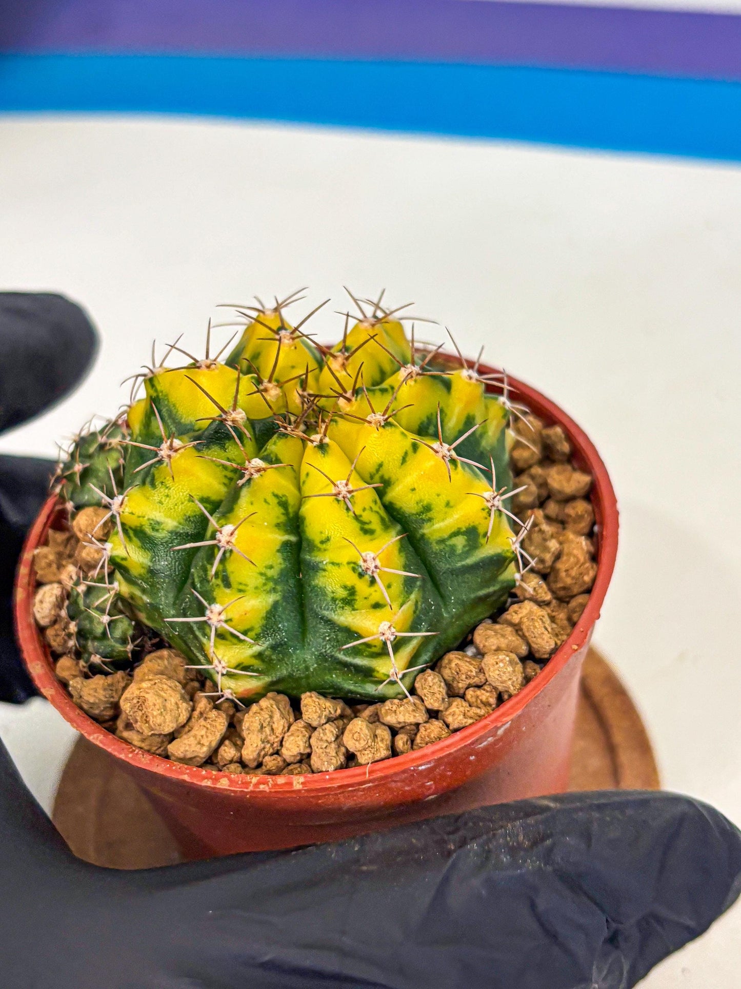 Gymnocalycium Sunflower (gy8) (r3) | Variegated cactus