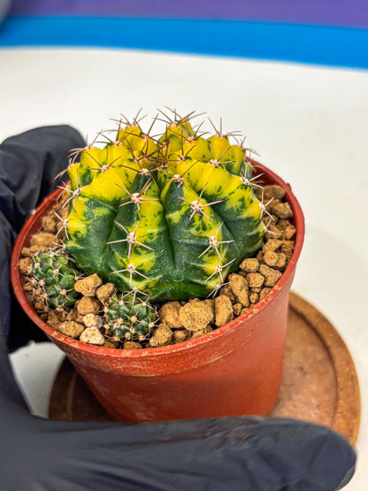 Gymnocalycium Sunflower (gy8) (r3) | Variegated cactus