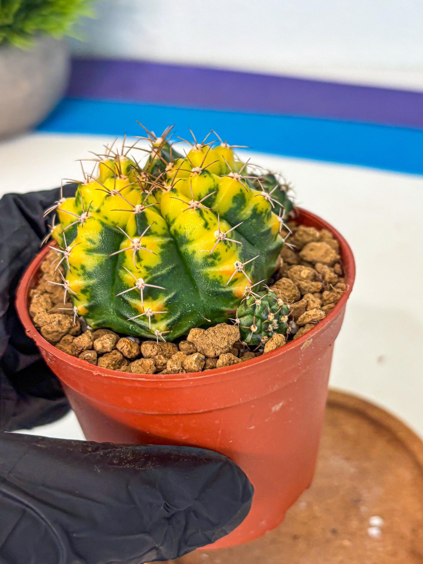 Gymnocalycium Sunflower (gy8) (r3) | Variegated cactus